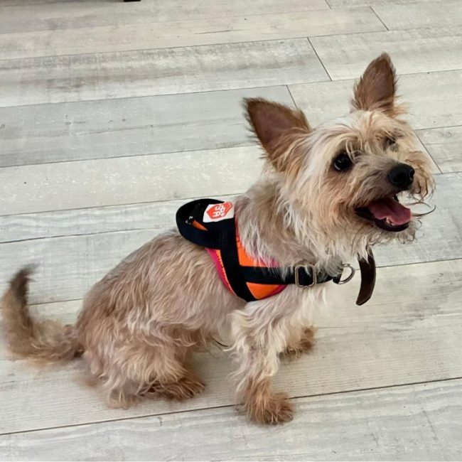 Pom - Chien Yorkshire Terrier à adopter