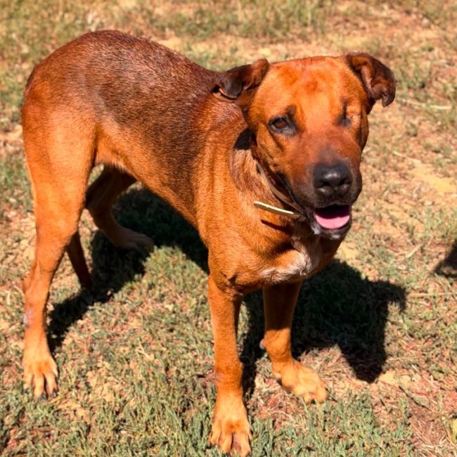 Etel - Chien Berger à adopter