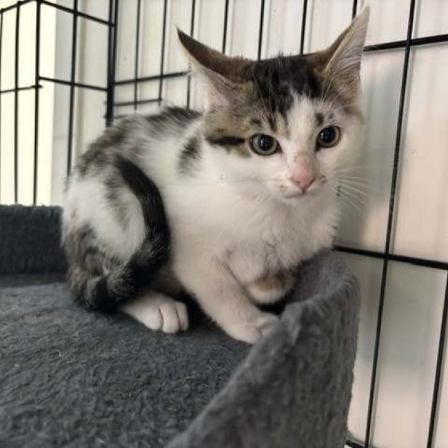 Benji - Chat Européen à adopter