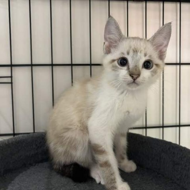 Bali - Chat Européen à adopter