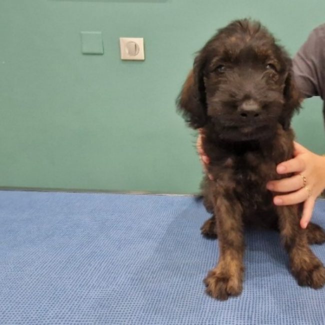 Reglisse - Chien à adopter