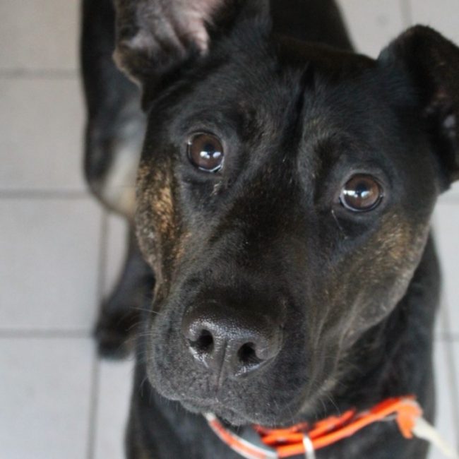 Aubin - Chien Berger à adopter