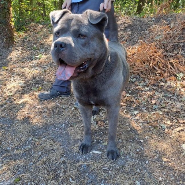 Urus - Chien à adopter