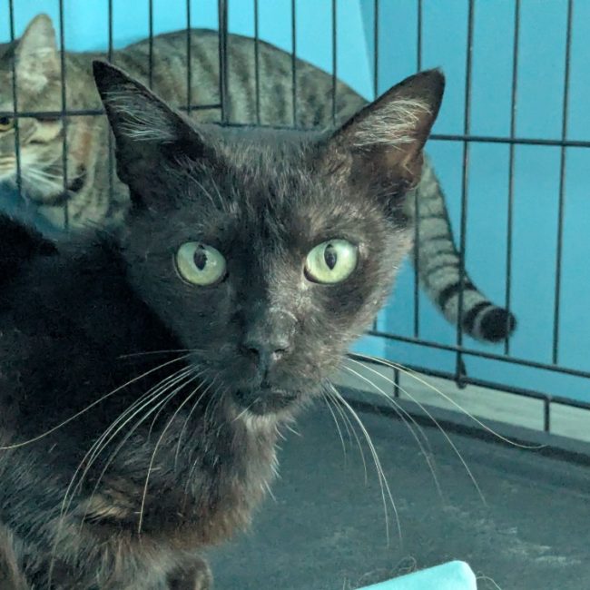 Sinai - Chat Européen à adopter