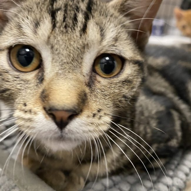 Violon - Chat Européen à adopter
