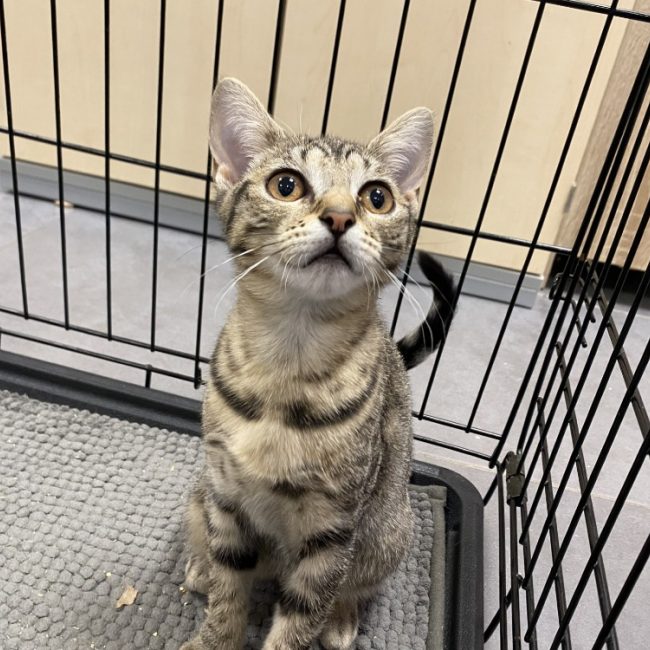 Vizirette - Chat Européen à adopter
