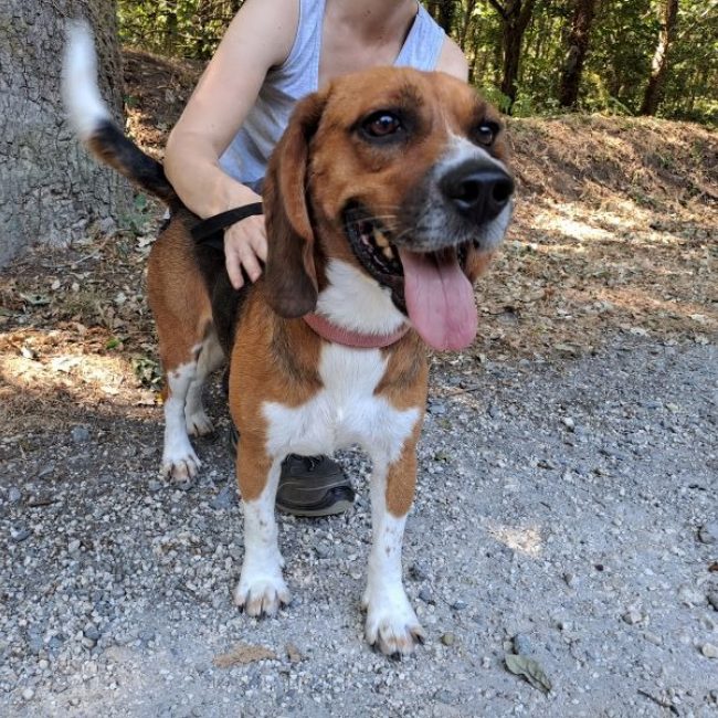 Tyson - Chien Beagle à adopter