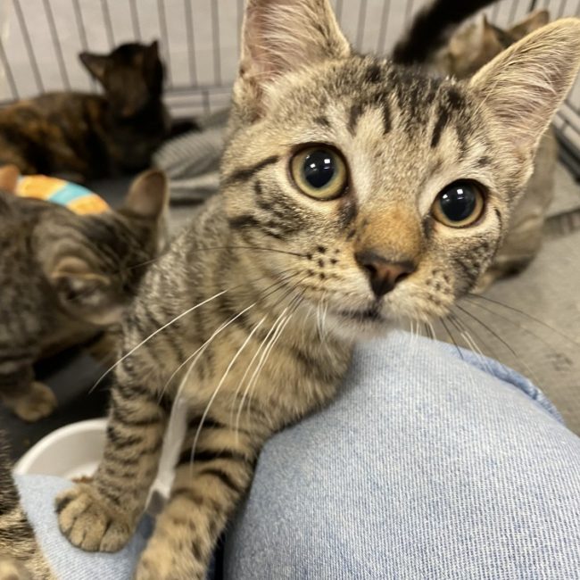 Viggo - Chat Européen à adopter