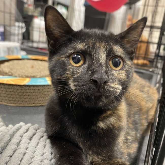 Victoire - Chat Européen à adopter