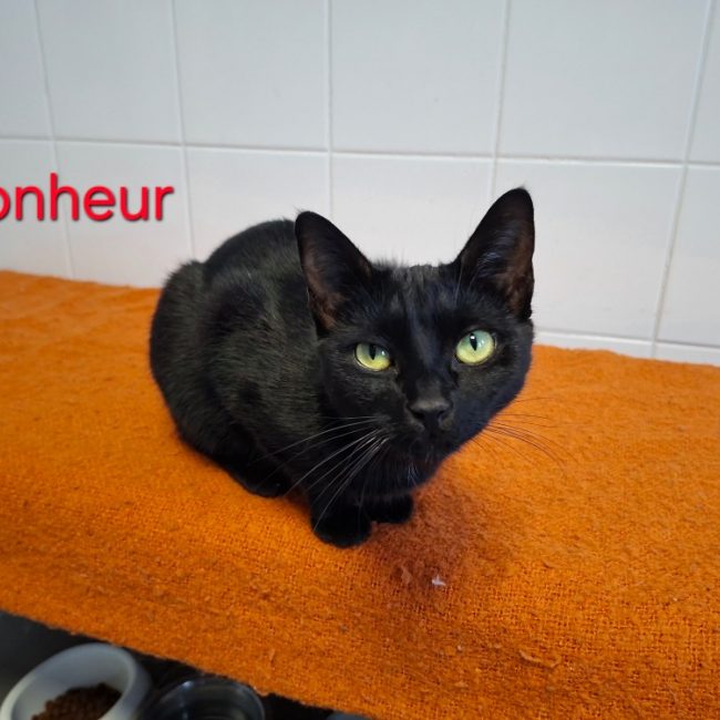 Bonheur