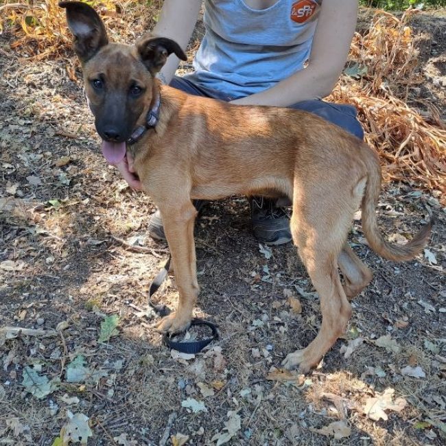 Ajax - Chien Berger Belge Malinois à adopter