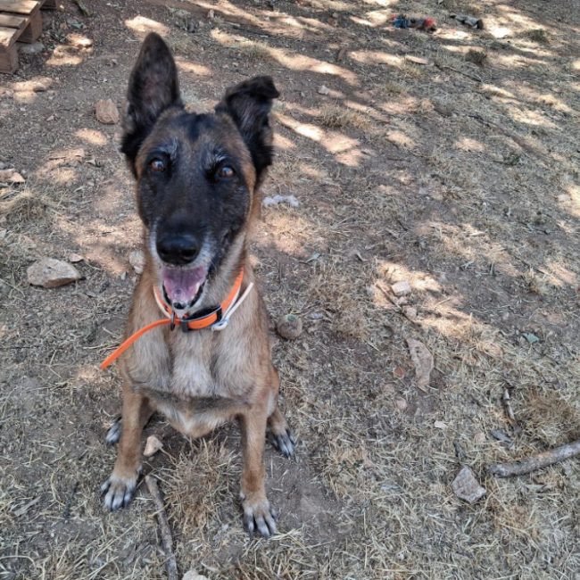 Liloo - Chien Berger Belge Malinois à adopter