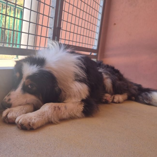 Timmy - Chien à adopter