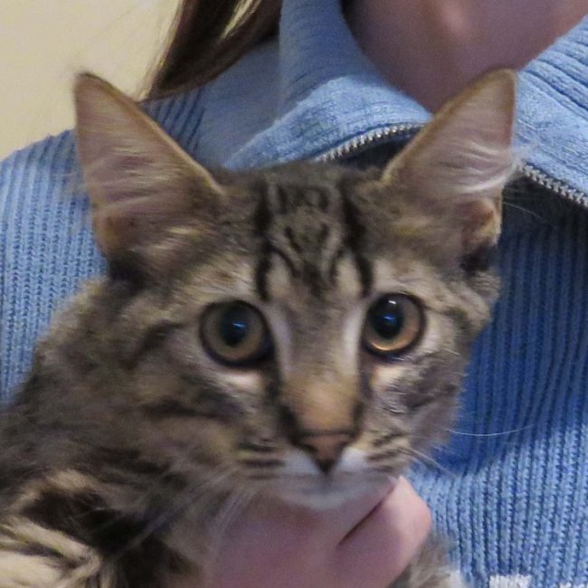 Tanos - Chat Européen à adopter