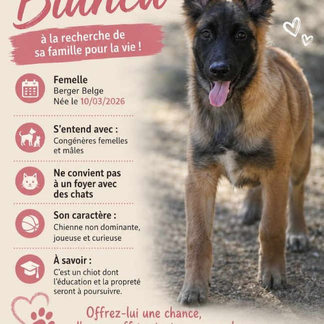 Bianca - Chien Berger Belge Malinois à adopter