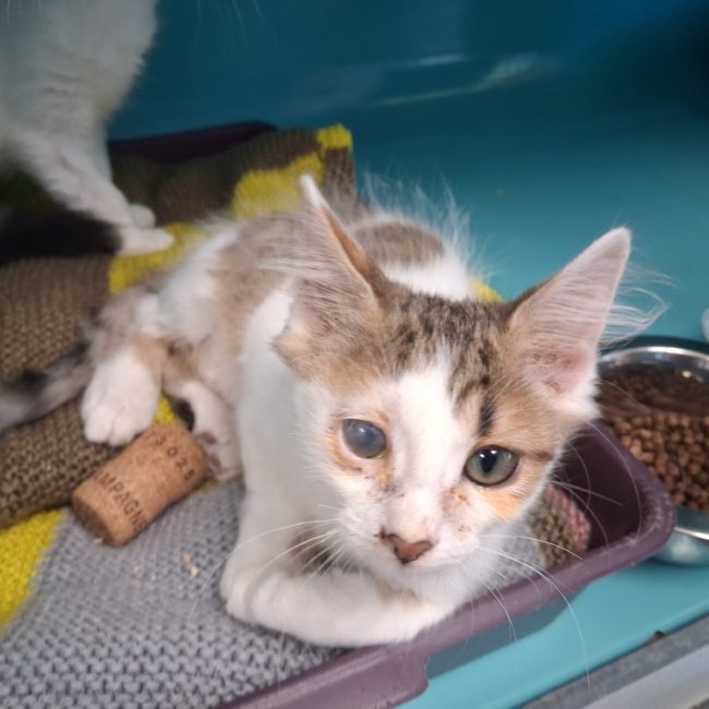 Capucino - Chat Européen à adopter