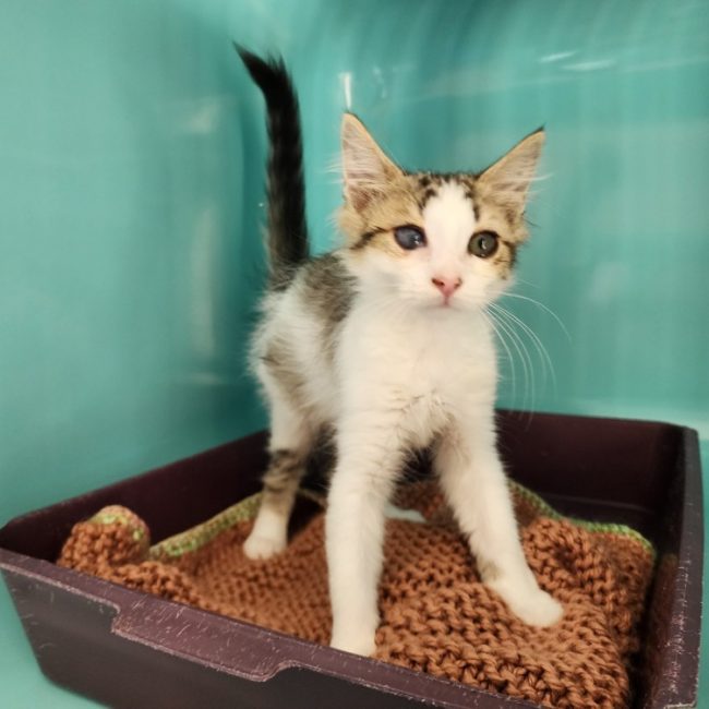 Spark - Chat Européen à adopter