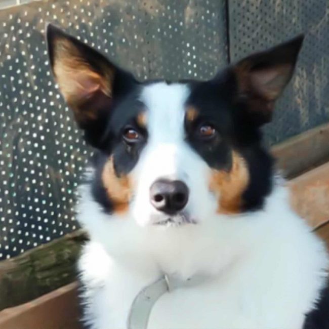 Cisco - Chien Border Collie à adopter