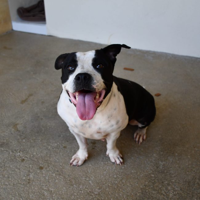 Lexis - Chien Bouledogue Américain à adopter