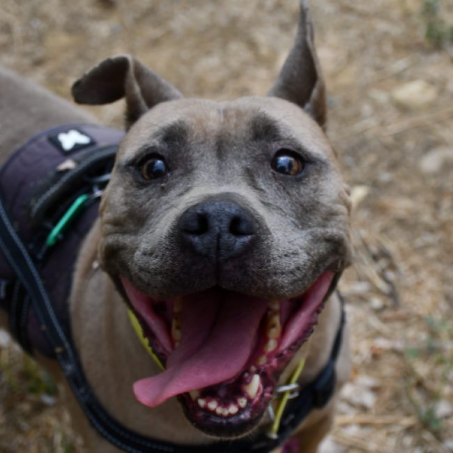 Mena - Chien Bouledogue Américain à adopter