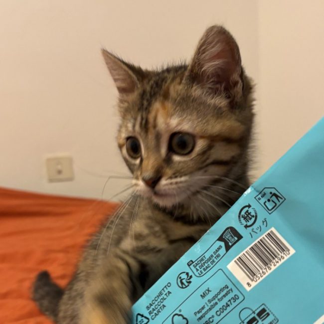 Buffy - Chat Européen à adopter