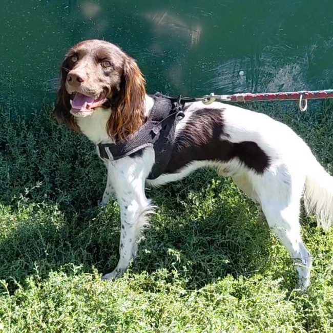 Hunter - Chien à adopter