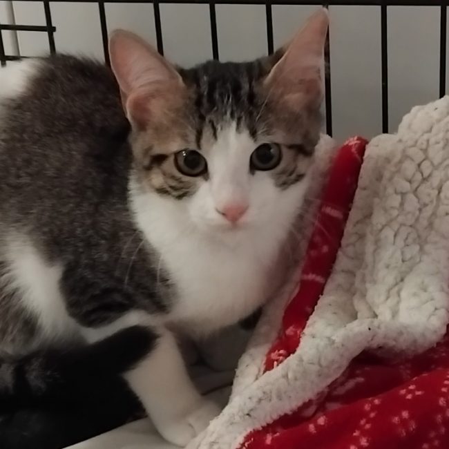 Zouzou - Chat Européen à adopter