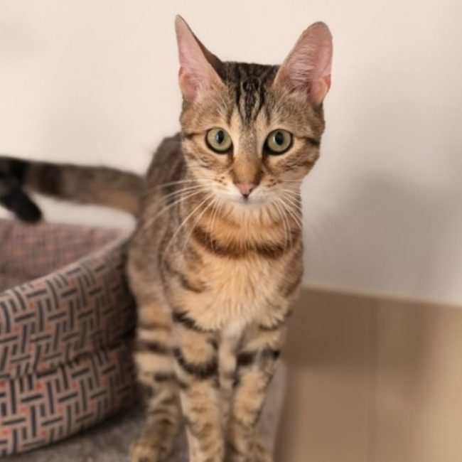 Moufette - Chat Européen à adopter