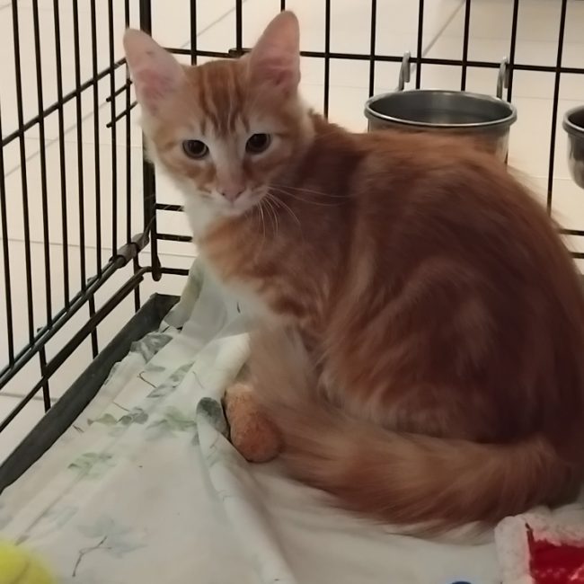 Lulu - Chat Européen à adopter