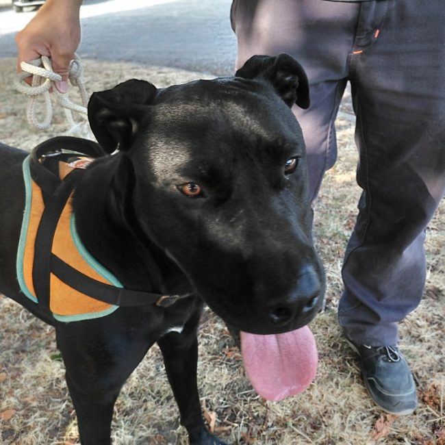 Pickles - Chien à adopter