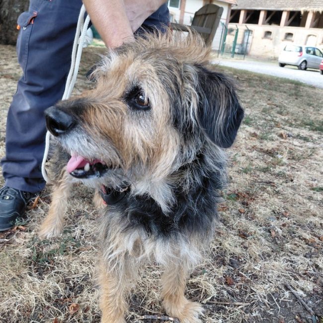 Lyloo - Chien à adopter