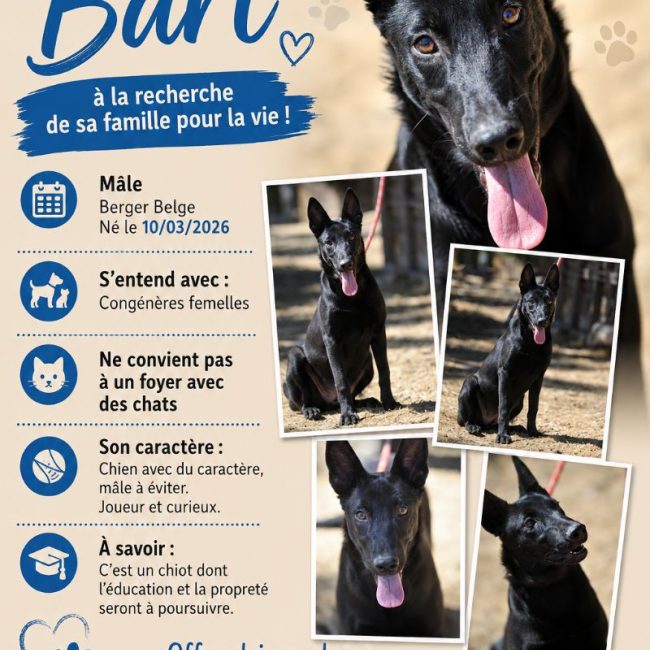 Bart - Chien Berger Belge Malinois à adopter