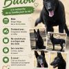 Balou