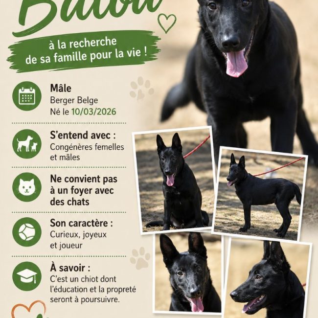 Balou - Chien Berger Belge Malinois à adopter