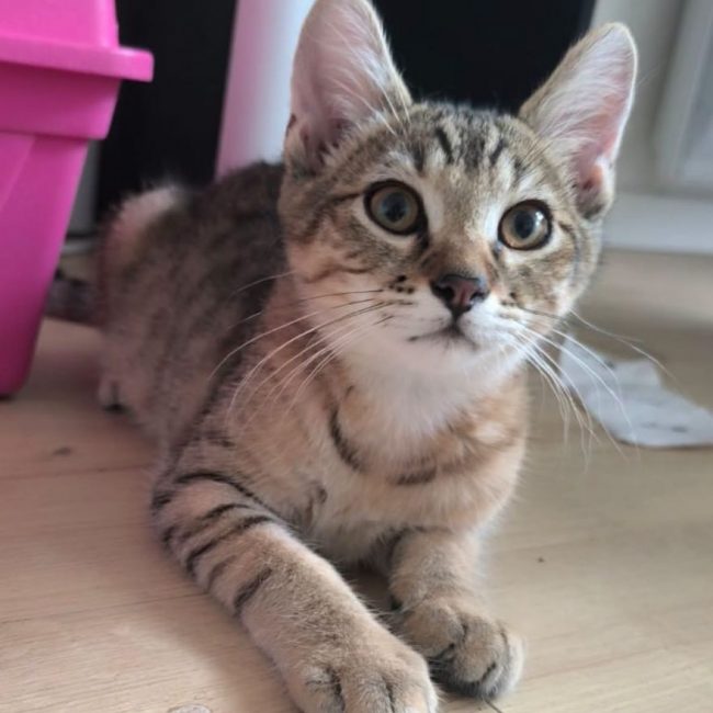 Storm - Chat Européen à adopter