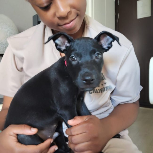 Fuego - Chien à adopter