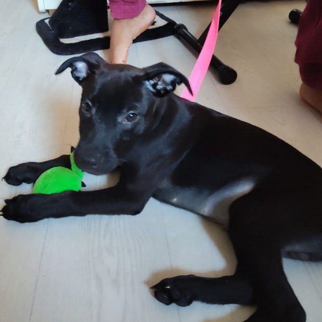 Brownie - Chien à adopter