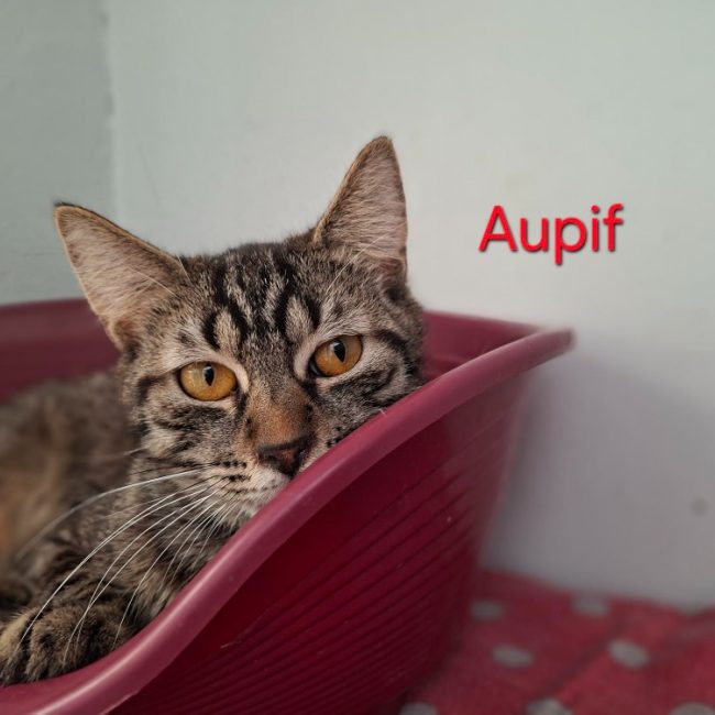 Aupif
