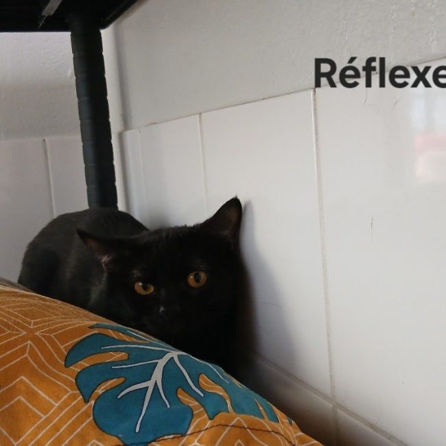 Réflexe