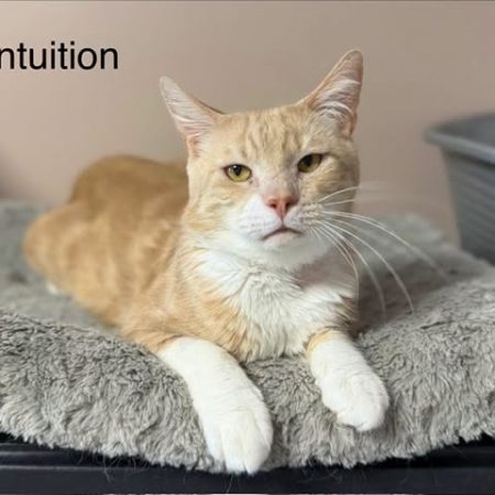 Intuition - Chat Européen à adopter