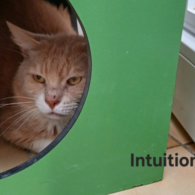 Intuition