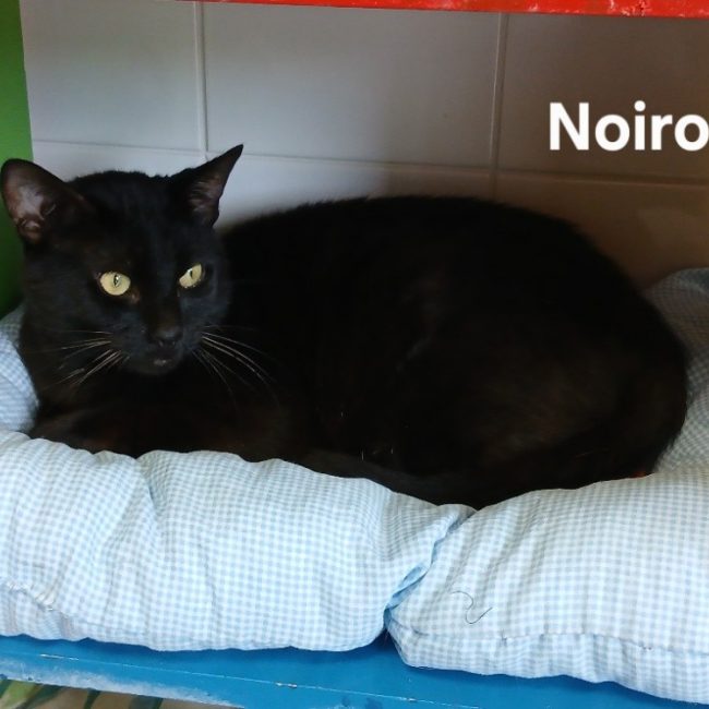 Noirou