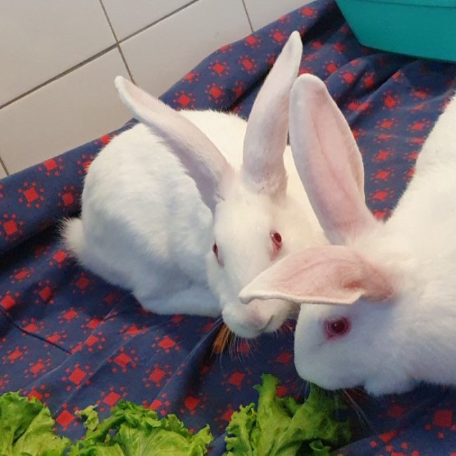 Reece - Rongeur Lapin à adopter