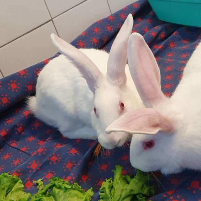 Sophon - Rongeur Lapin à adopter