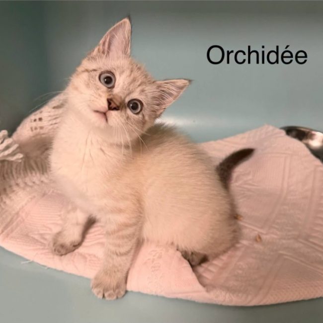 Orchydé