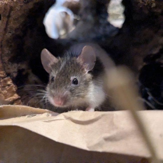 Manille