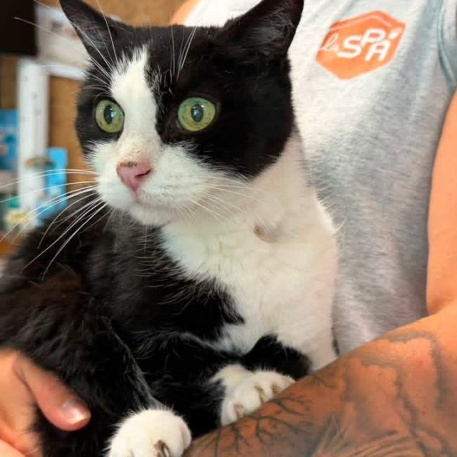 Zouko en sos - Chat Européen à adopter
