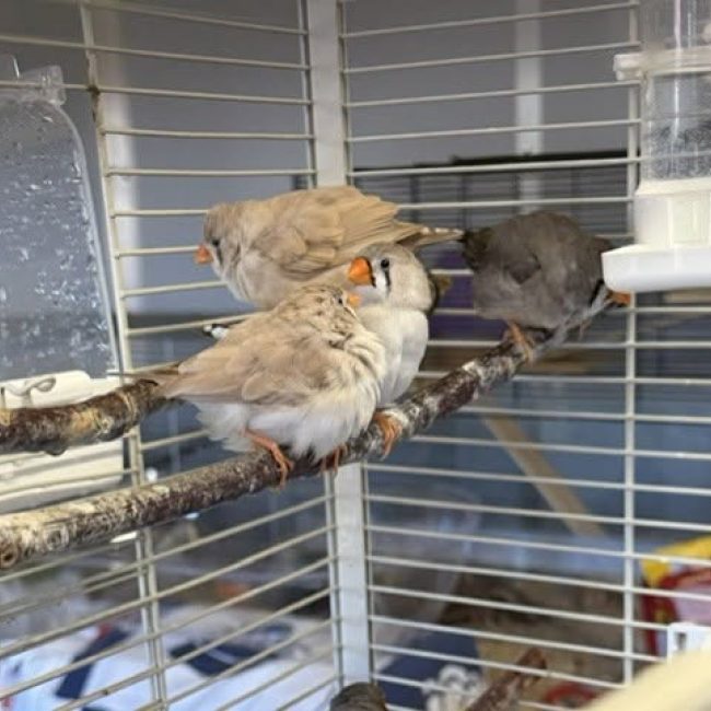 M12 - Oiseau à adopter