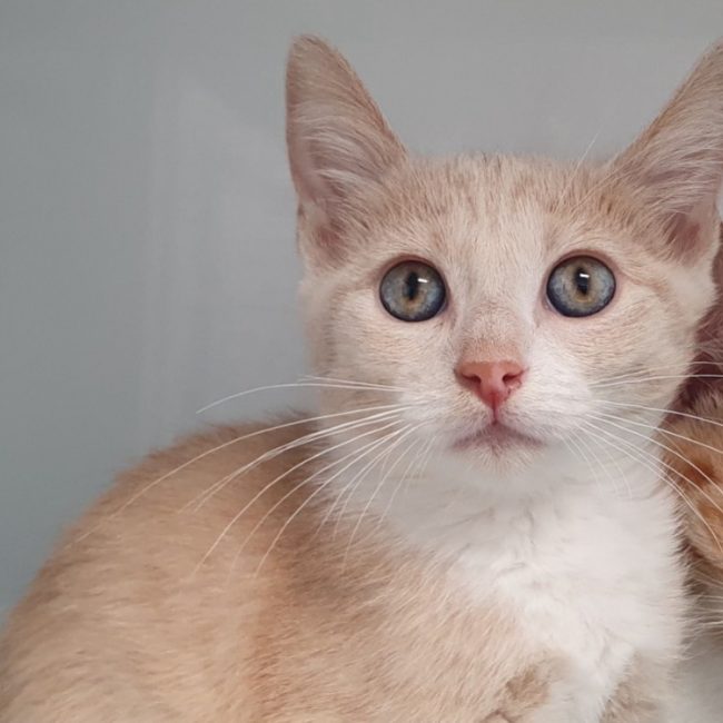 Saphir - Chat Européen à adopter