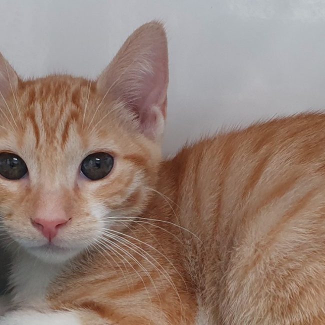Bruce - Chat Européen à adopter